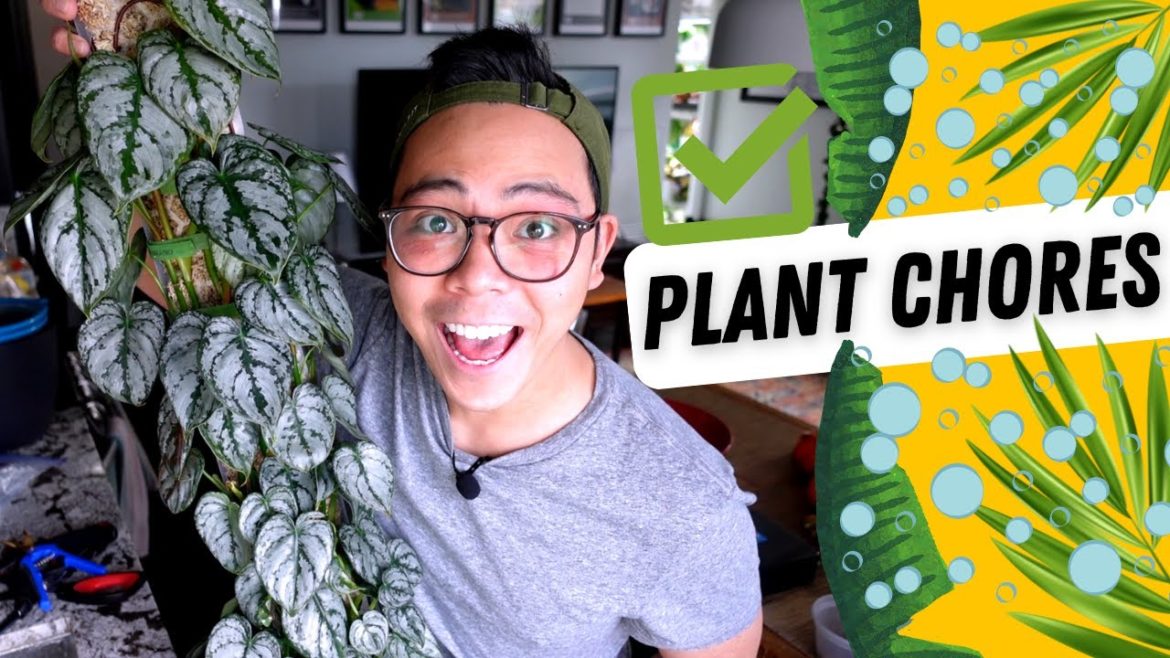 Plant Chores ๐ propagation, repot with me, watering | philodendron, anthurium, alocasia ๐ Plant Chores ๐ propagation, repot with me, watering | philodendron, anthurium, alocasia ๐