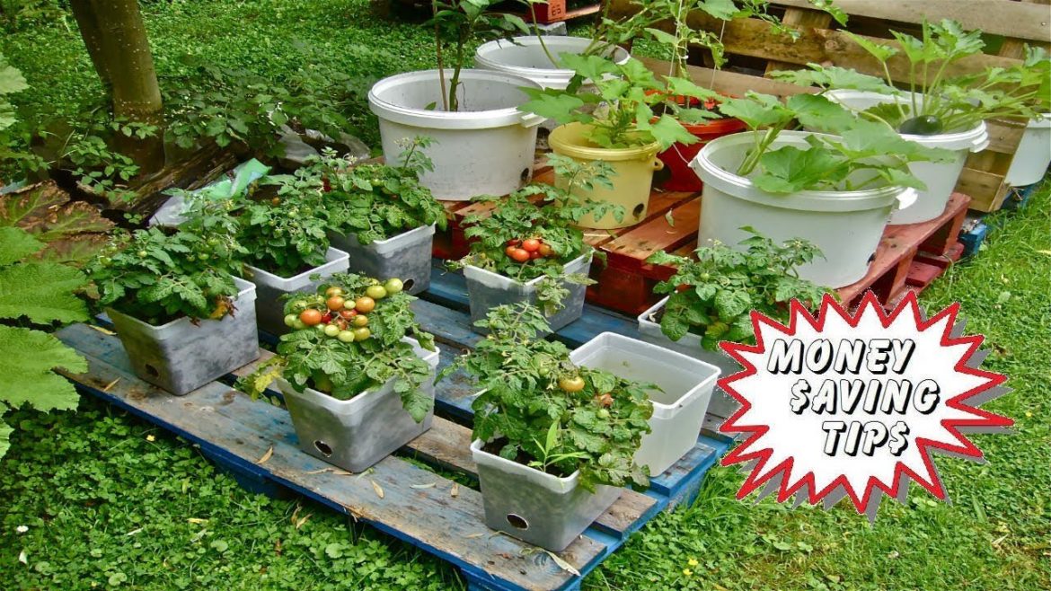Beginners - Container Gardening Money Saving tips