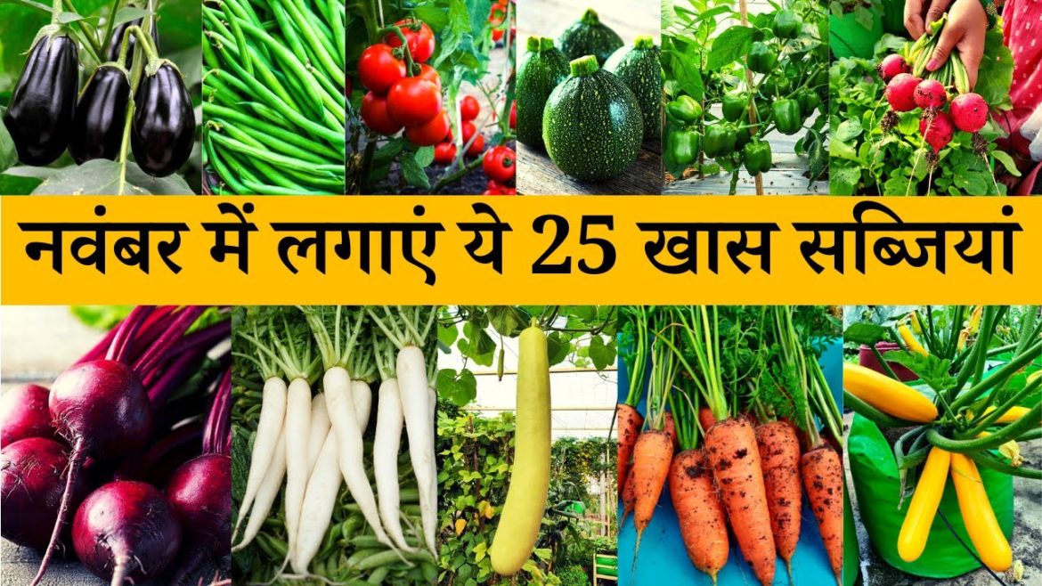नवंबर के महीने में घर की छत या बालकनी में उगाएं ये 25 सब्जियां | नवंबर में कौन कौन सी सब्जियां लगाएं