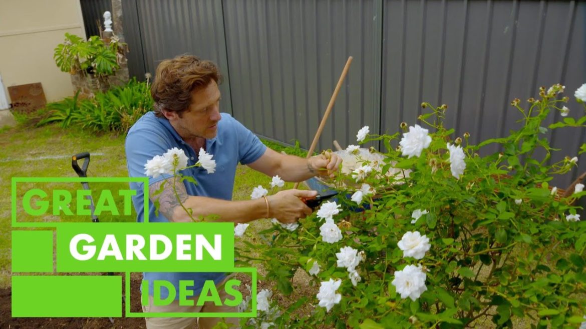 Pruning Tips | GARDEN | Great Home Ideas