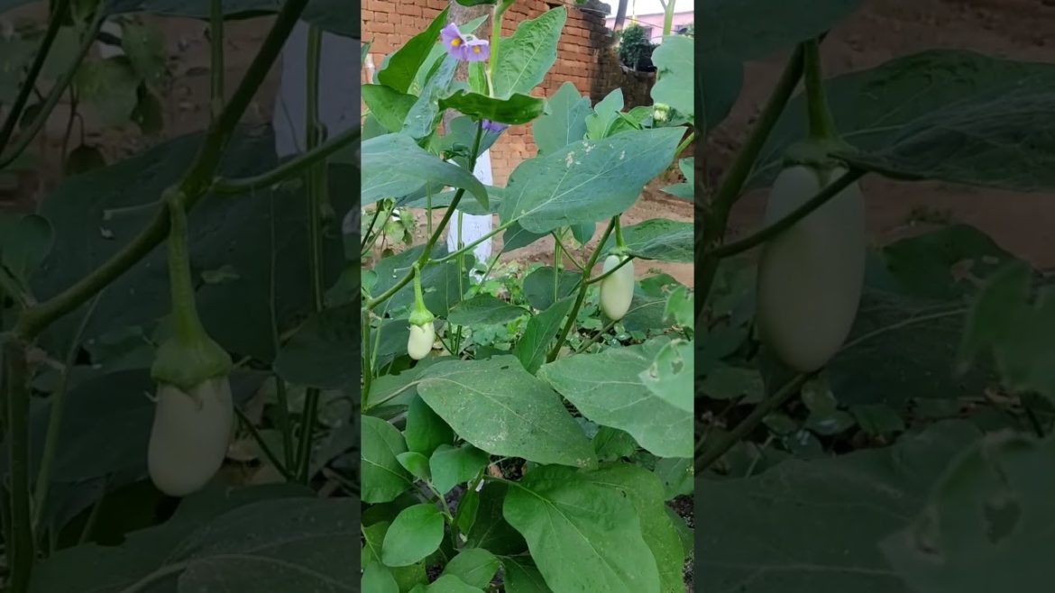 Gaon Ki Sabji #shorts #viral #short #status #trending #viralshorts #trend #village #vlog #kgf #wwe