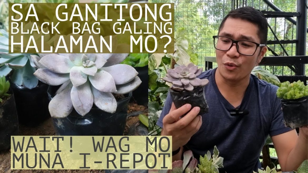 Quick Tips Bago Mag Repot Ng Live Plants – From Local Garden Stores (with soil) Quick Tips Bago Mag Repot Ng Live Plants - From Local Garden Stores (with soil)