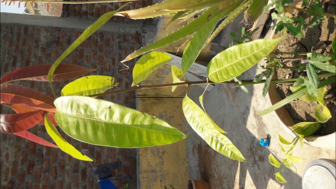 vegetable garden Tour video 🌱| terrace and gardening | how to grow plants at home #gardening