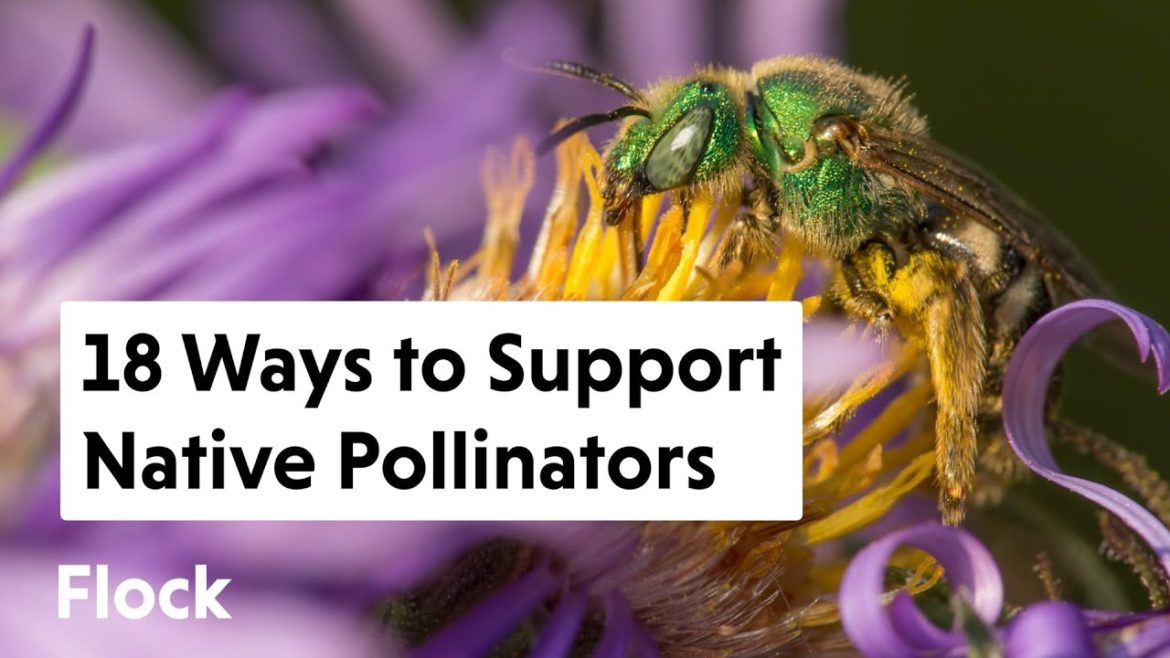 18 Ways to Support NATIVE POLLINATORS — Ep. 130 18 Ways to Support NATIVE POLLINATORS — Ep. 130