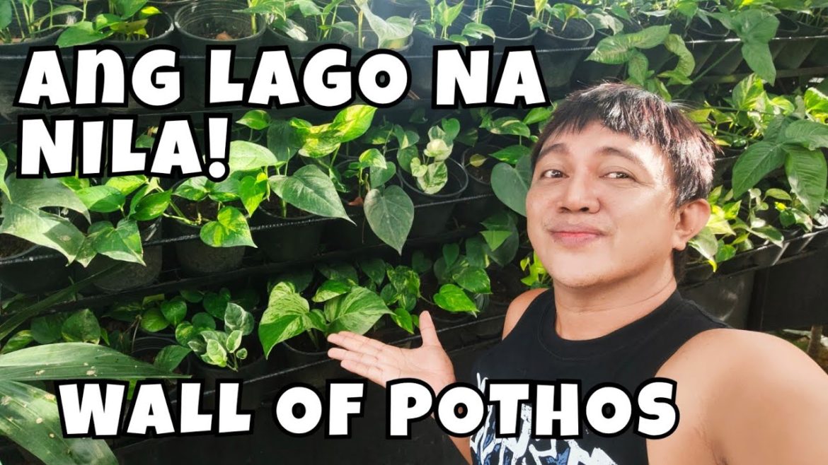 WALL OF POTHOS | PLANT UPDATES & GARDEN TOUR |EPIPREMNUM AUREUM SPECIES