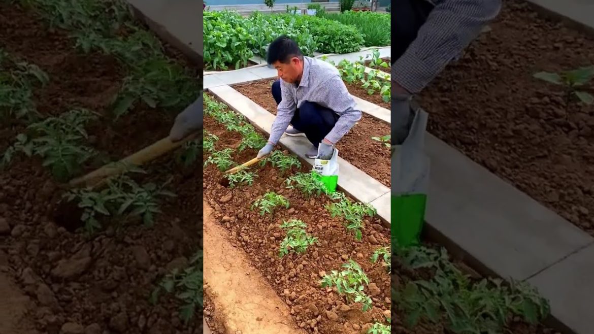 Life style garden vlog| idea sharing vegetalbe