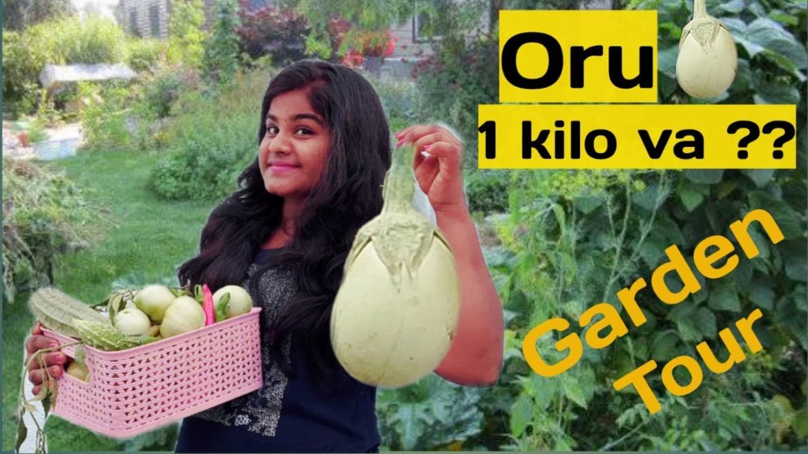 Gardening | My Garden tour | Garden tips | How to maintain Garden | How to make Garden Gardening | My Garden tour | Garden tips | How to maintain Garden | How to make Garden