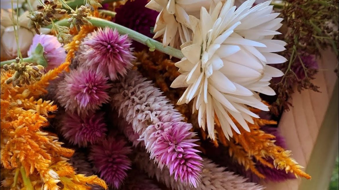 WEEKLY FRONT YARD GARDEN TOUR🌸commentary on all flowers and plants🌷zinnias, hydrangeas, alyssum WEEKLY FRONT YARD GARDEN TOUR🌸commentary on all flowers and plants🌷zinnias, hydrangeas, alyssum