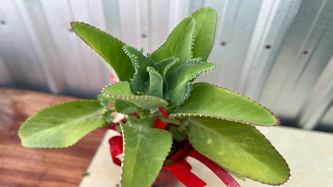 Mango Fertilizer Garden Tips. Mango Fertilizer Garden Tips.