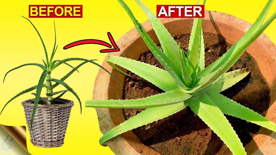 3 SECRETS TO GROW THICK & FLESHY ALOE VERA LEAVES | Aloe Vera Plant Hacks 3 SECRETS TO GROW THICK & FLESHY ALOE VERA LEAVES | Aloe Vera Plant Hacks