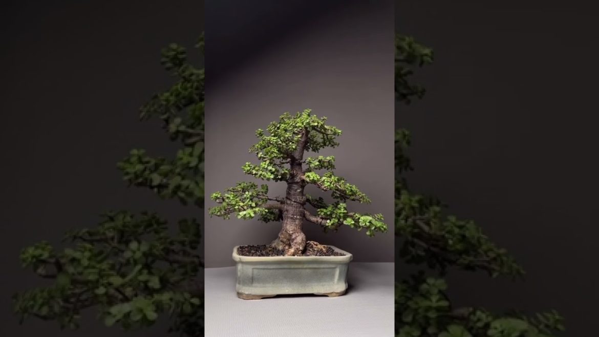 My Jade Bonsai Before & After #shorts #bonsai #beforeandafter