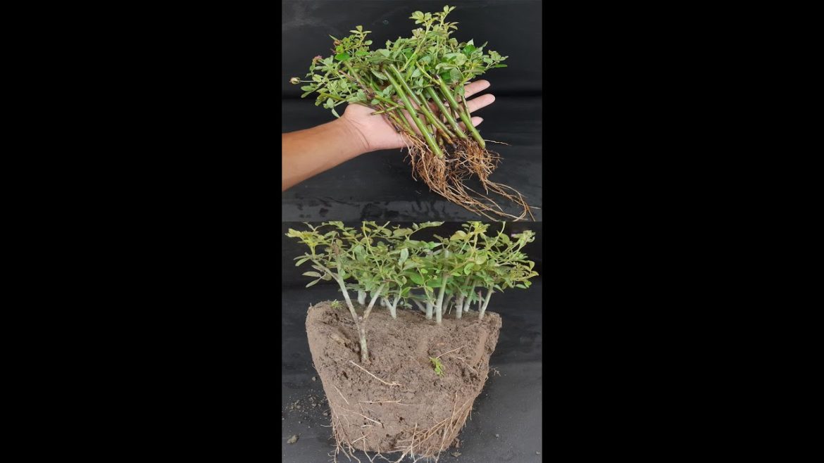 How To Grow Rose Plant From Cuttings | Grow Roses From Stem Cutting | Roses Cutting Idea#Shorts