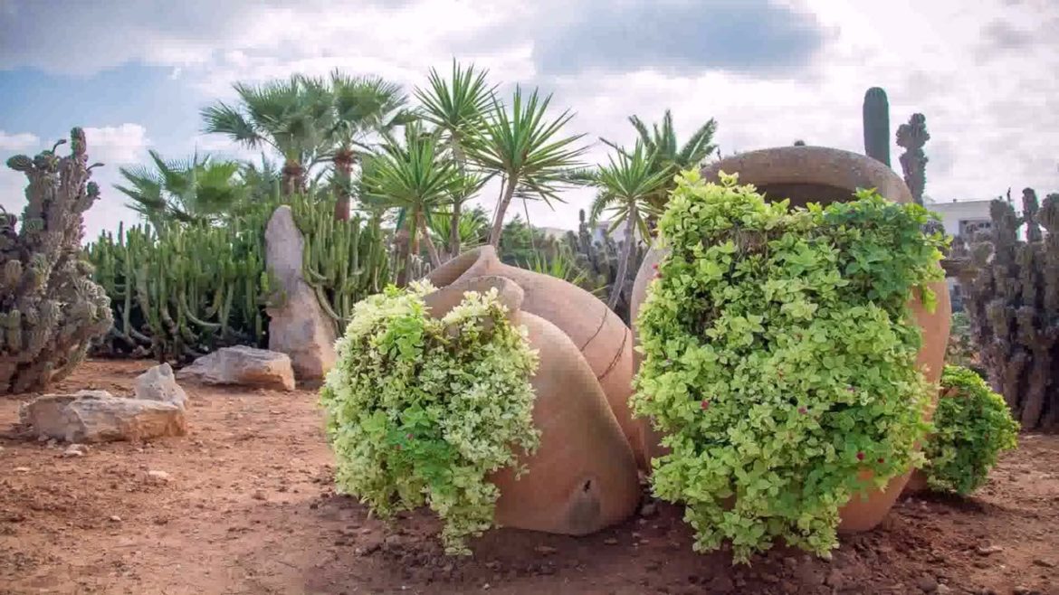 Backyard Landscaping Ideas In The Desert