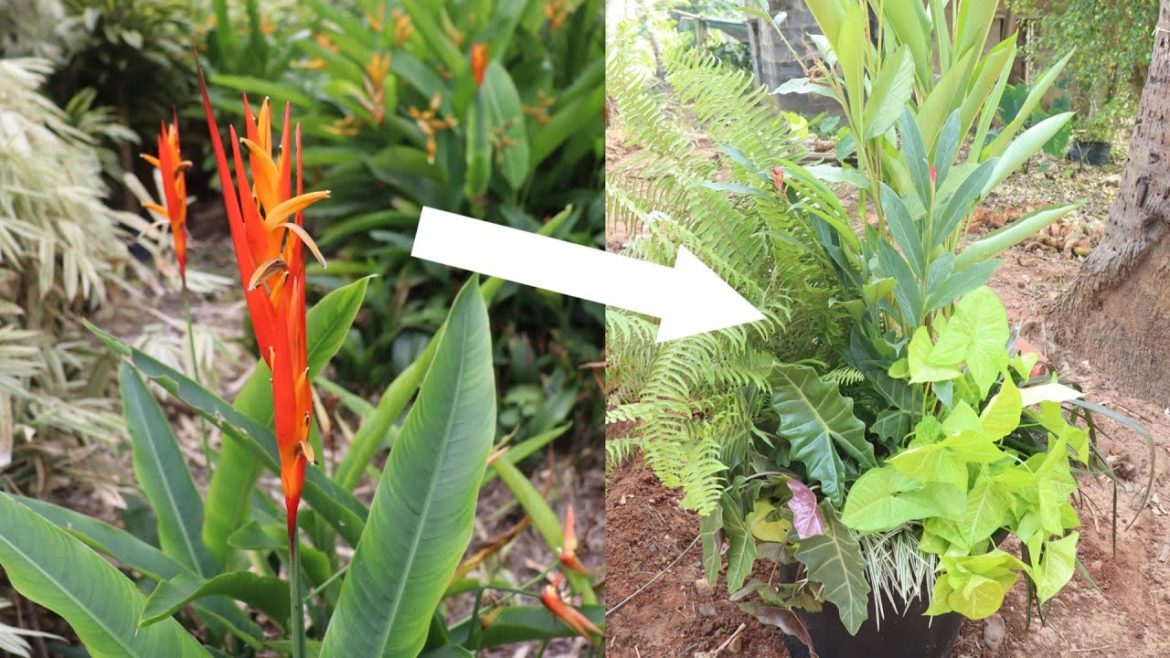 How to make container garden in telugu || how to arrange few plants in one container