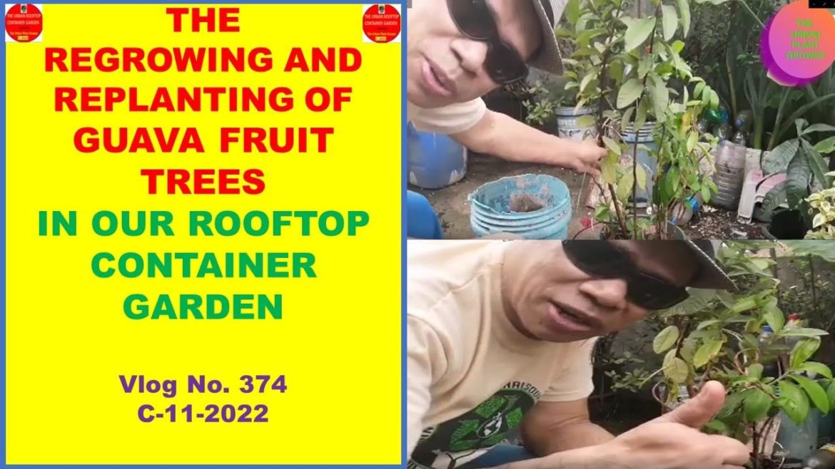 The Re-Growing and Replanting of Guava Fruit Trees In Our Rooftop Container Garden
