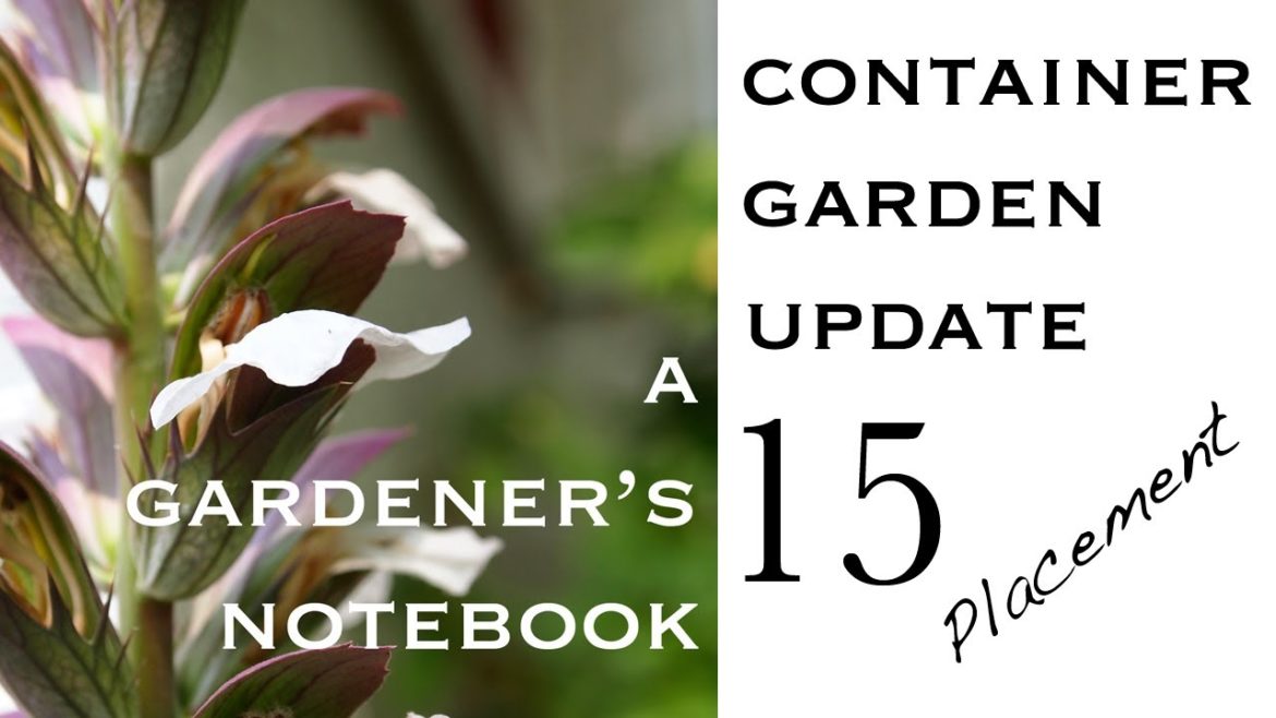 Container Garden Update 15 – Pot Placement Container Garden Update 15 - Pot Placement