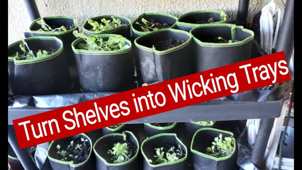 DIY indoor plant self watering tray DIY indoor plant self watering tray