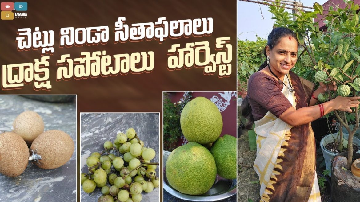 Fruits Harvest Again || TELUGU GARDEN VLOG