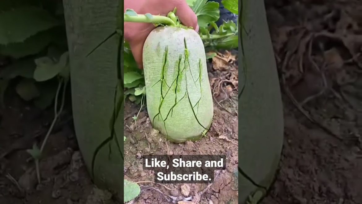 Refreshing Fruit | Delicious Fruits #fruits #shorts #asmr #usa #tuesdaymotivation #refreshing