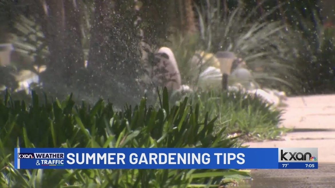 Gardening tips to save your plants this summer Gardening tips to save your plants this summer