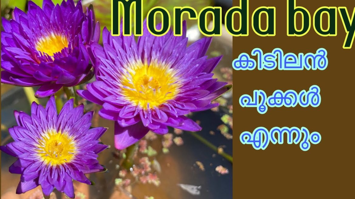 N. Morada Bay waterlily Malayalam/ for sale / how to care Waterlily/ how to plant Waterlily at home N. Morada Bay waterlily Malayalam/ for sale / how to care Waterlily/ how to plant Waterlily at home