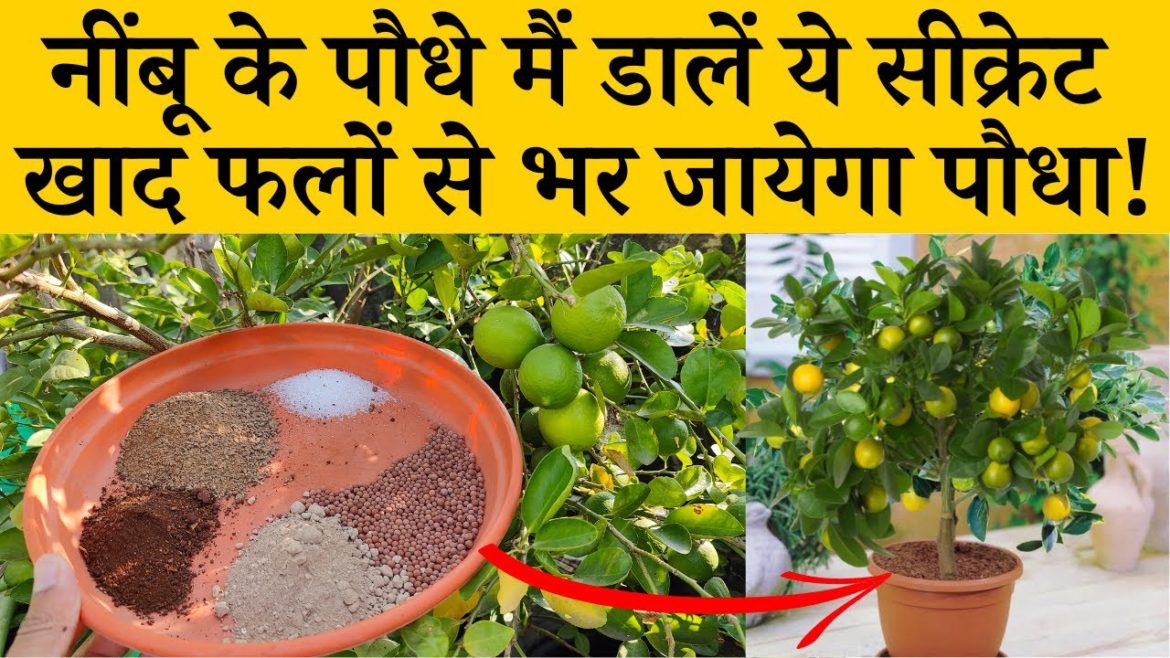 नींबू के पौधे मैं डालें ये सीक्रेट खाद फलों से भर जायेगा पौधा Best Fertilizer For Lemon Plant In Pot नींबू के पौधे मैं डालें ये सीक्रेट खाद फलों से भर जायेगा पौधा Best Fertilizer For Lemon Plant In Pot