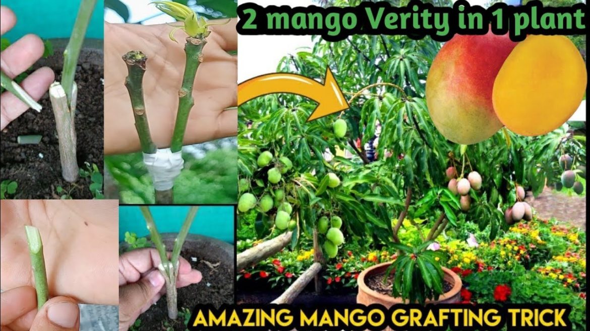How To Graft 2 Mango Verieties In 1 Plant In Pot . ( 100% Successfully ) Mango Graftting How To Graft 2 Mango Verieties In 1 Plant In Pot . ( 100% Successfully ) Mango Graftting