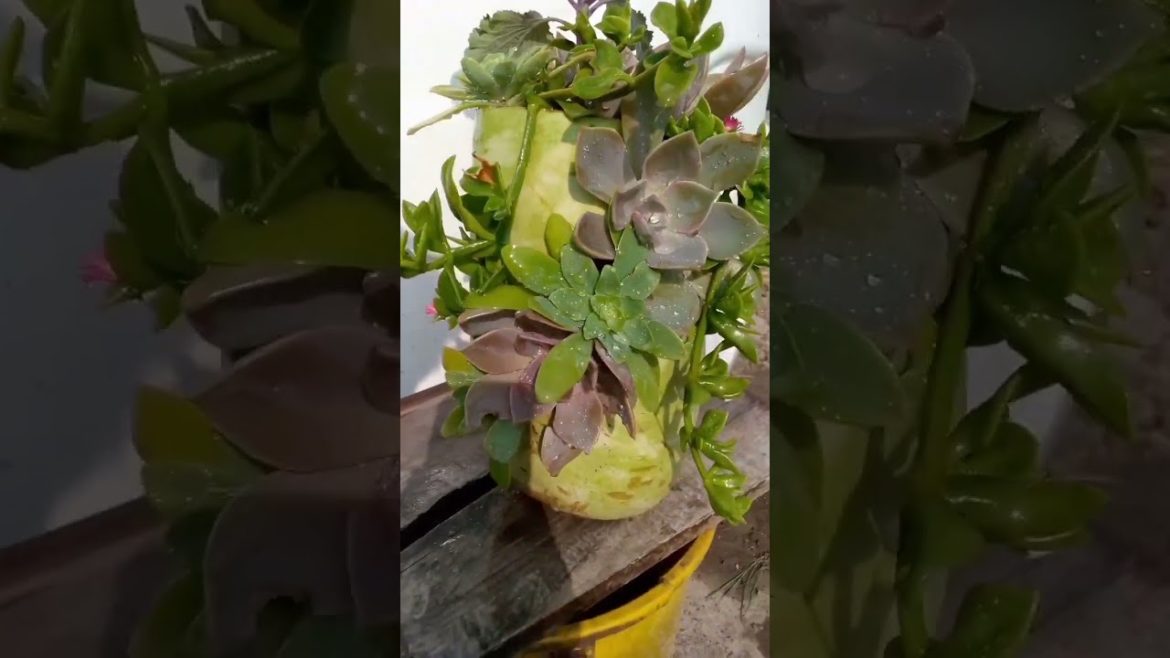 Gardening ideas for home #bottlegourd #ornamentalpots Gardening ideas for home #bottlegourd #ornamentalpots