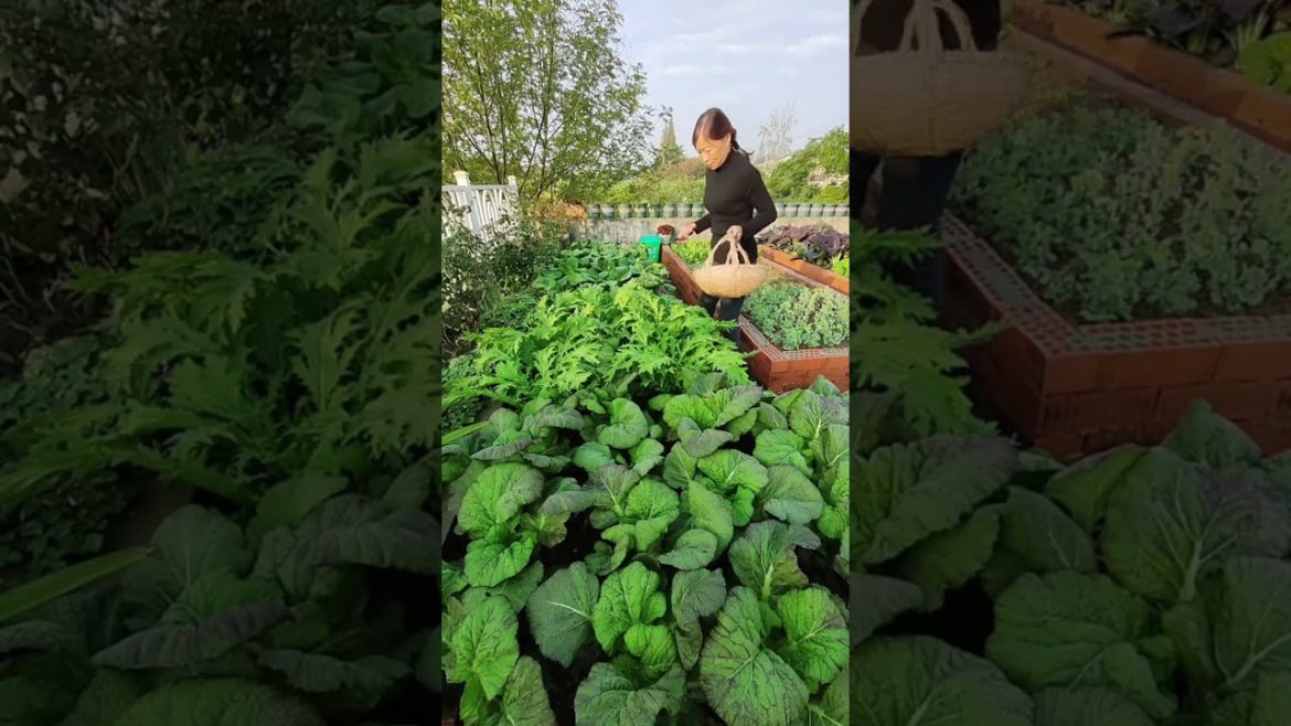 Beautiful Nature with Rural Life #shorts #naturalife #rurallife