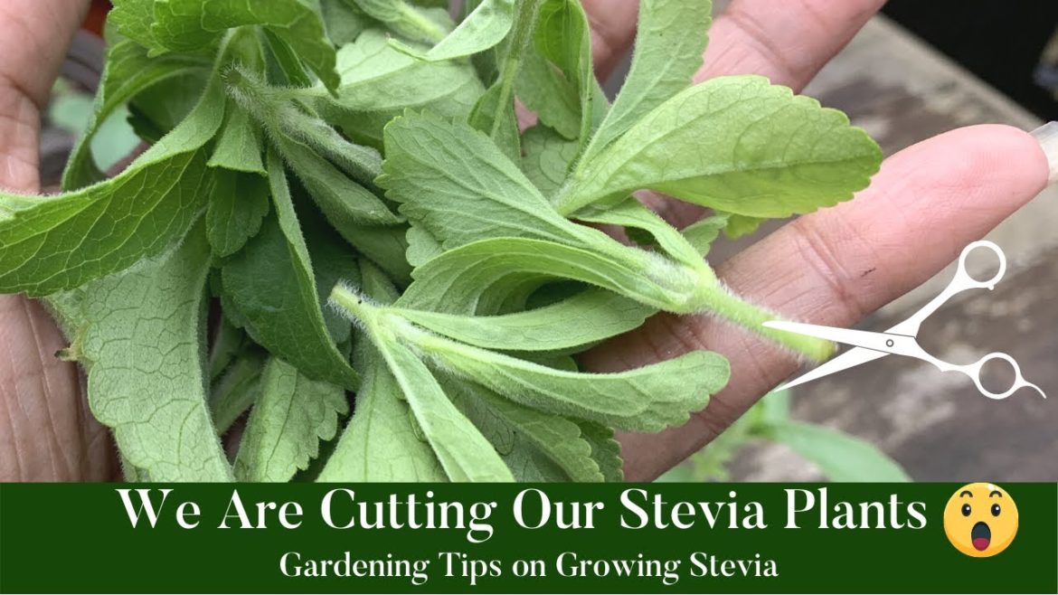 Gardening Tips on Growing Stevia |How to Grow Stevia