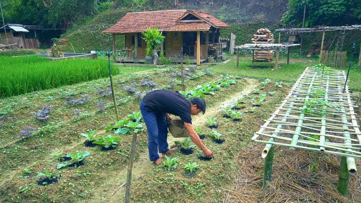 Prepare to welcome the coming winter, The garden after 15 days of care – Forest life | Ep.244 Prepare to welcome the coming winter, The garden after 15 days of care - Forest life | Ep.244