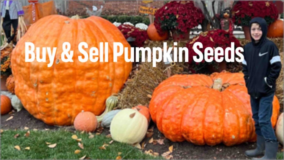 Giant Pumpkin Buy & Sell Seeds