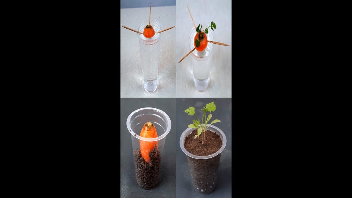 Growing Carrots From Discarded Stems Super Fast, Efficient, High Yield#shorts