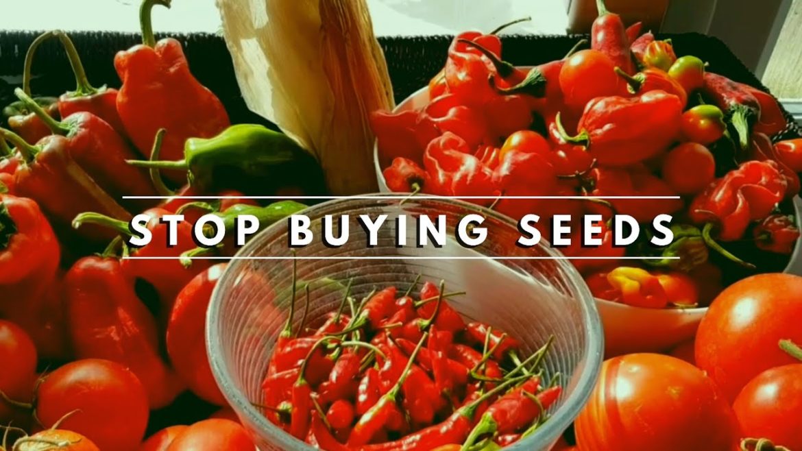 🤔 How to harvest and save seeds using these simple techniques | Everyone can grow food