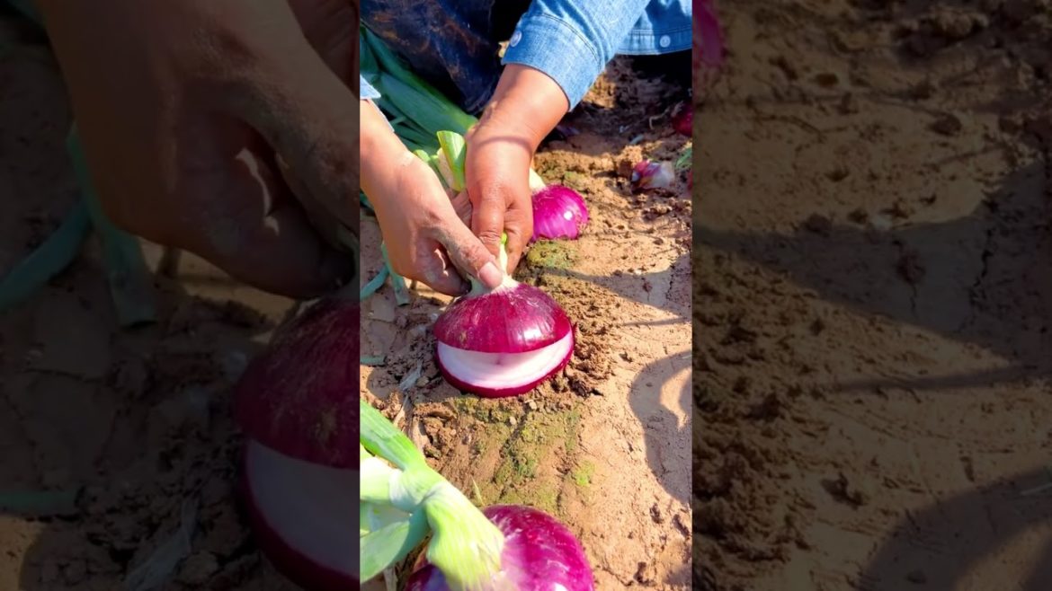 Purple onion satisfying #shorts #agriculture