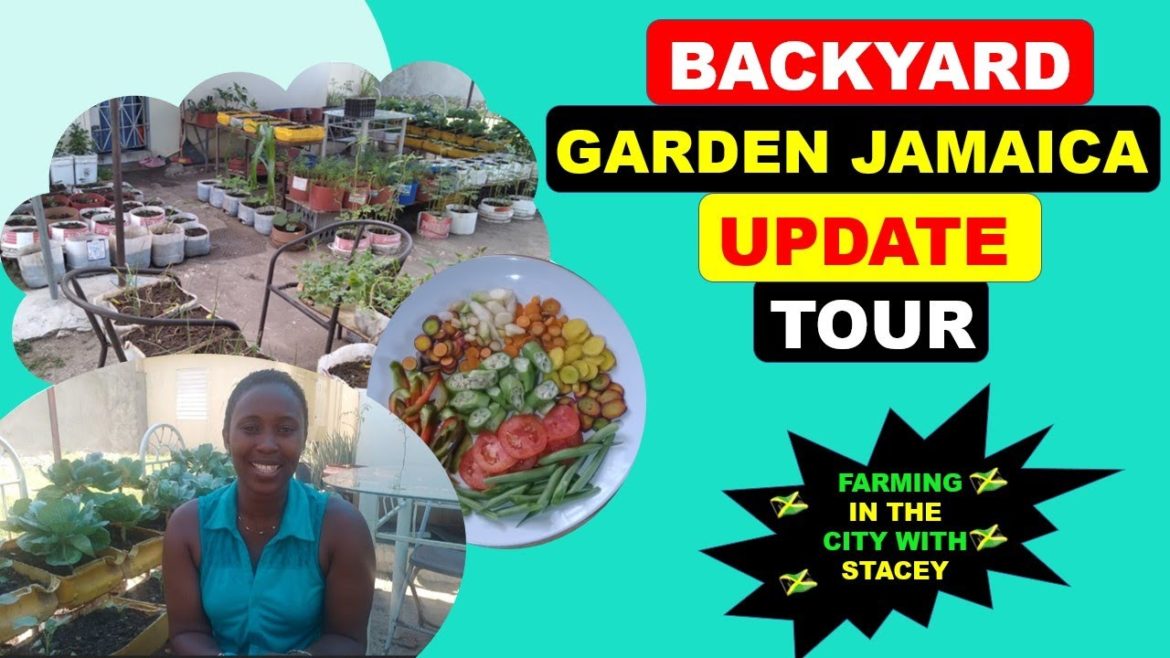 Backyard Garden Jamaica Update Tour (Farming In The City With Stacey) Backyard Garden Jamaica Update Tour (Farming In The City With Stacey)