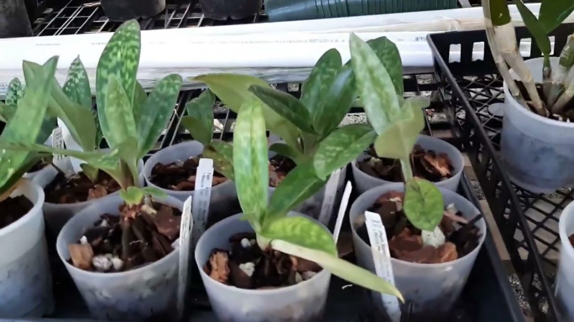 Slow walk thru the greenhouse - 10/26/22