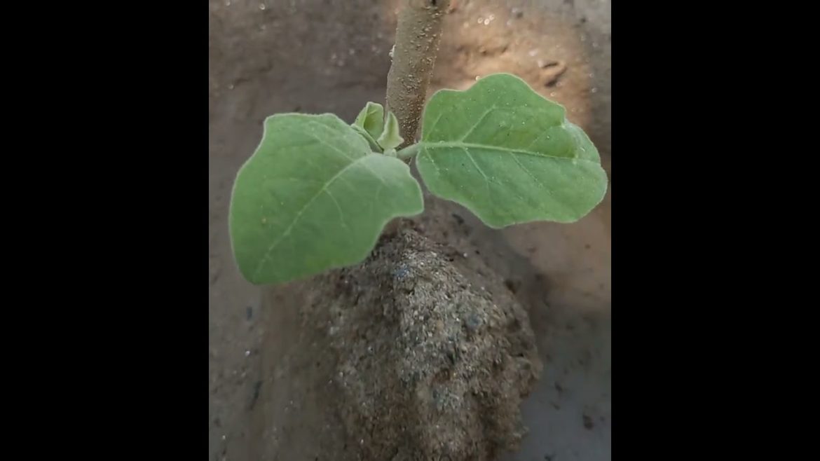 ❤️🧡!!Growing”brinjal🍆”plant🌱🍆#shorts#subscribe😊 ❤️🧡!!Growing"brinjal🍆"plant🌱🍆#shorts#subscribe😊