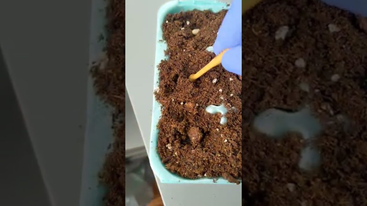 Gardening Tips
