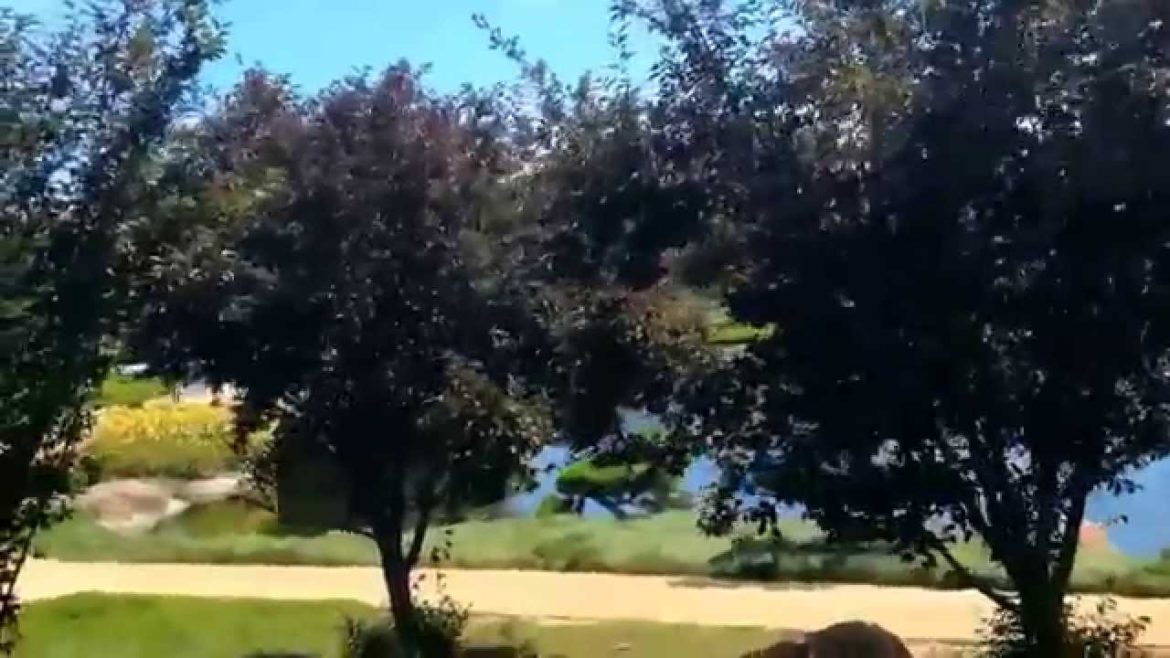 Vlog: The Japanese Garden, Citadel outlets, Godiva, Pasadena ♥