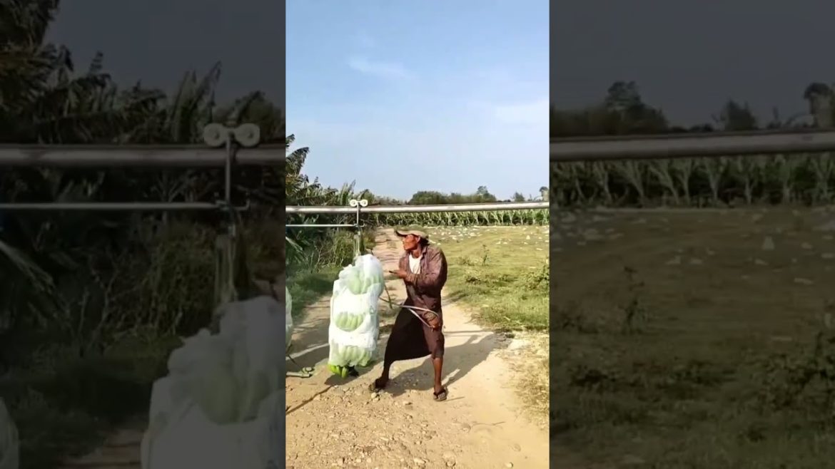 Harvesting time at Banana farm shorts gardener fruit