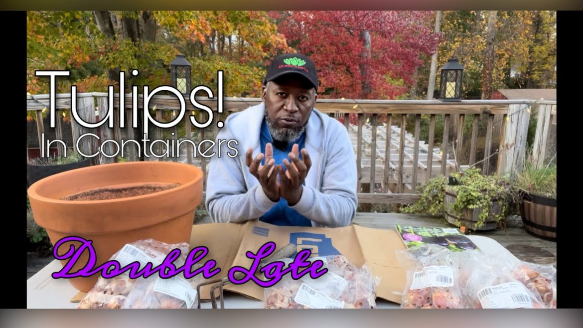 Tulips! Double Late's in Containers