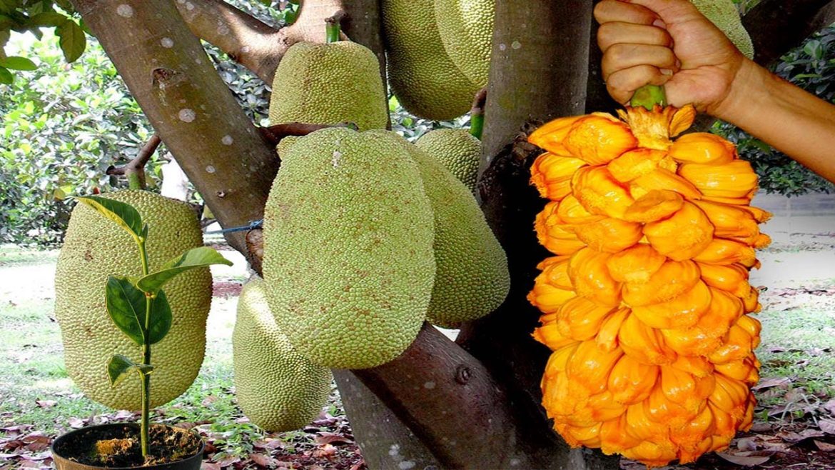 How To Grow Jackfruit From Seeds To Harvest - Gardening Tips