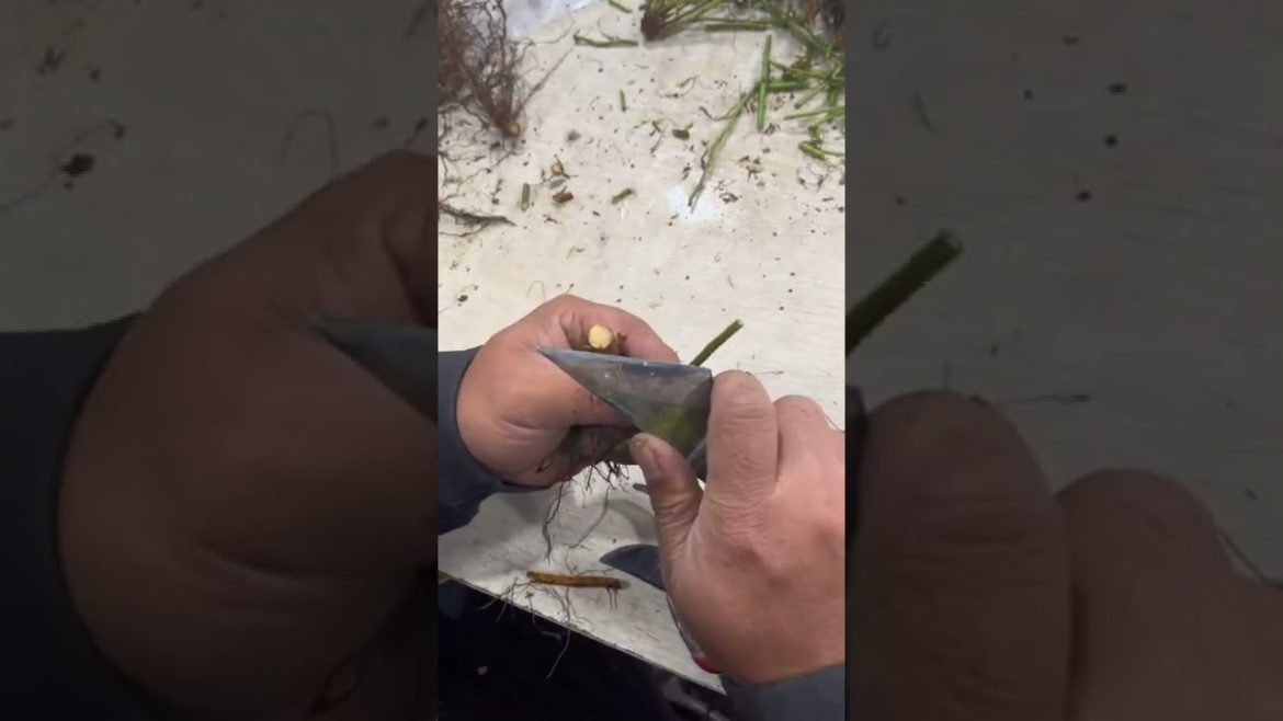 Skill grafting trees #shorts #gardener #fruit #fyp #funny #harvest #Satisfying Skill grafting trees #shorts #gardener #fruit #fyp #funny #harvest #Satisfying