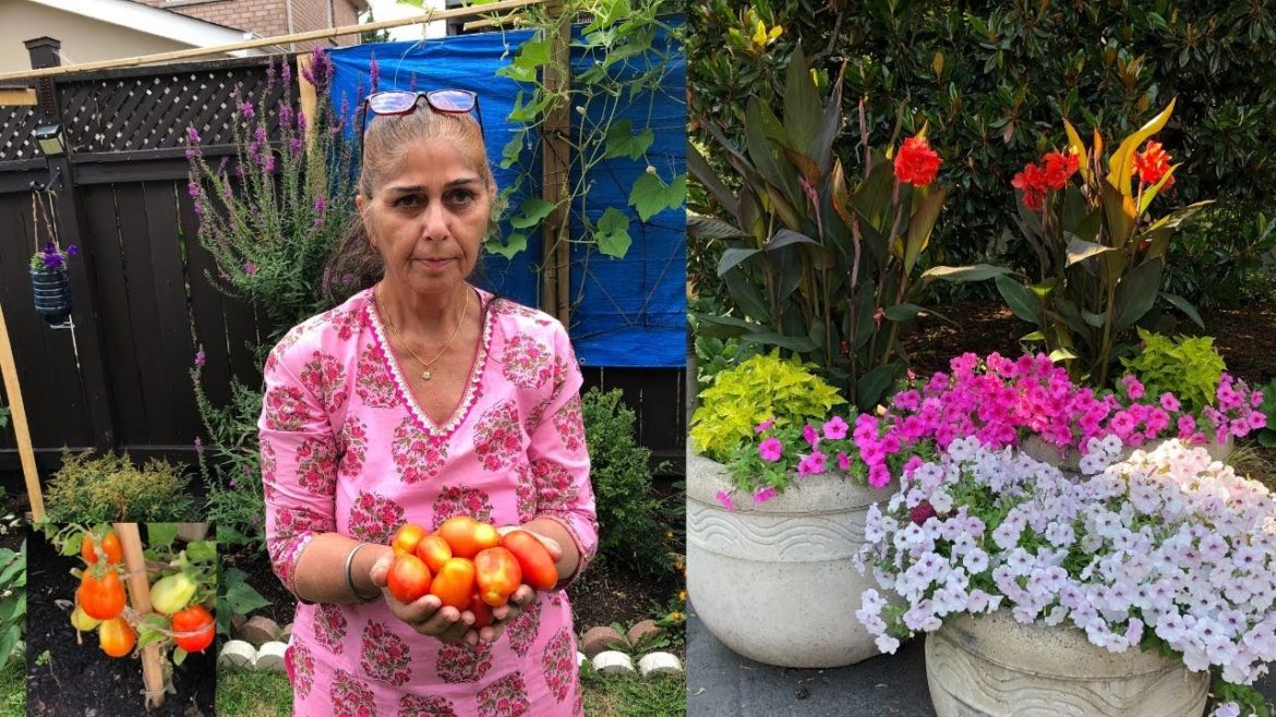 August 19 Backyard Garden Small Scale Vegetable & Perennials Garden Friday Weekly Tour & More Tips