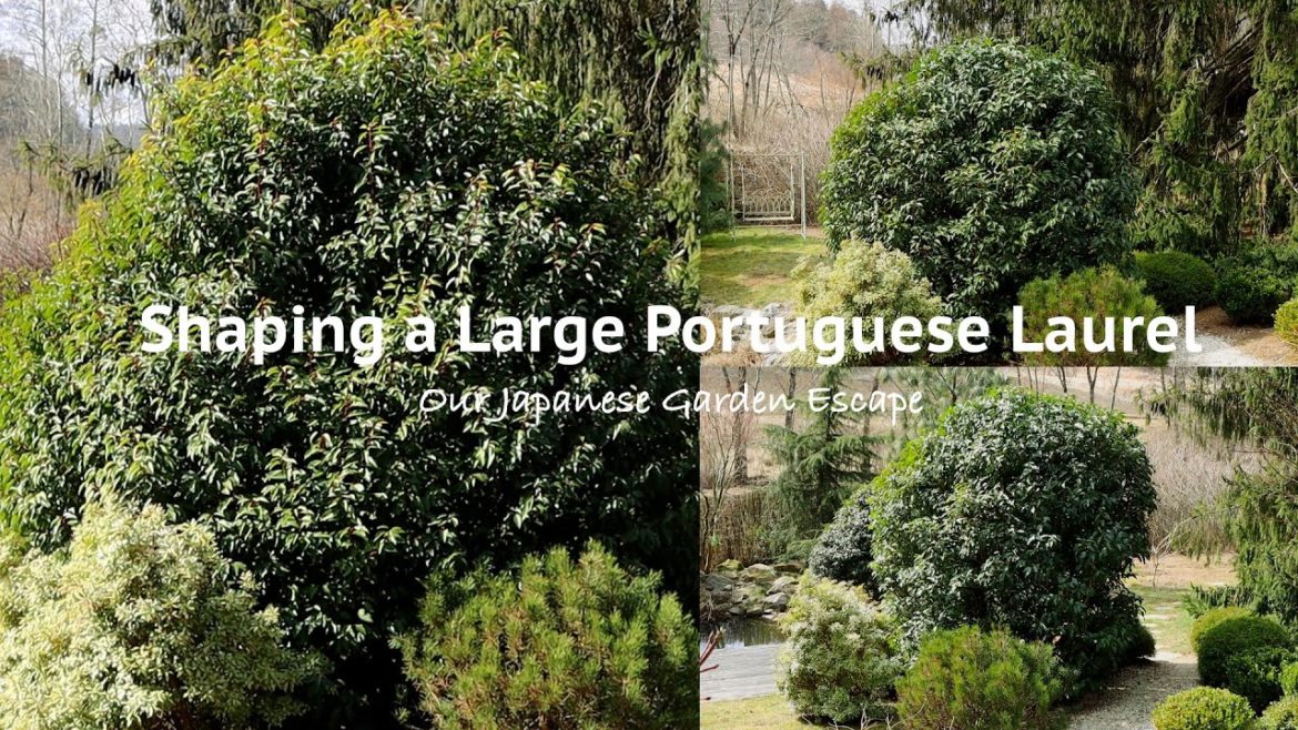 How to Prune Large Shrubs – Portuguese Laurel | Our Japanese Garden Escape How to Prune Large Shrubs - Portuguese Laurel | Our Japanese Garden Escape