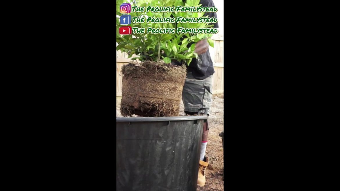 Gardening Tips | How to repot Plants and Fruit Trees | The EASY way to pot up PLANTS