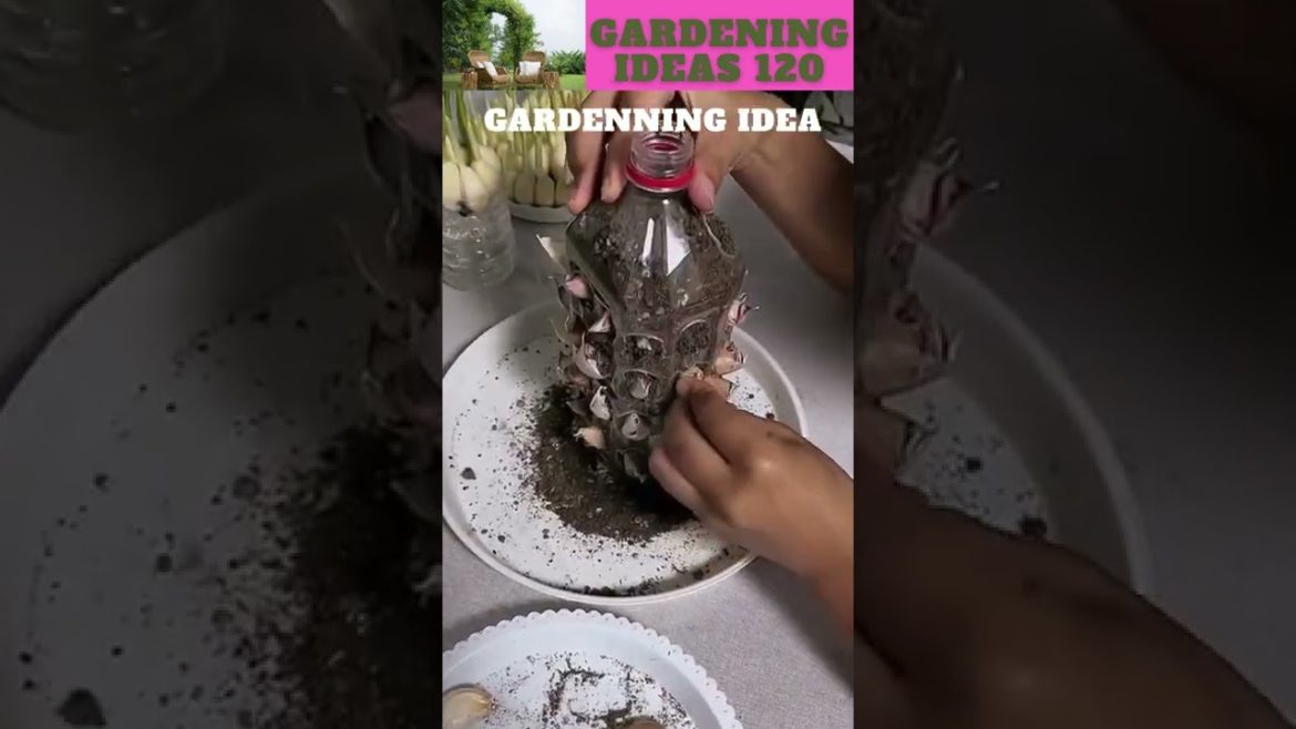 How to Grow Garlic?πππ±ππ΄π±πΏπ /gardening ideas ππ΄π±πΏπ How to Grow Garlic?πππ±ππ΄π±πΏπ /gardening ideas ππ΄π±πΏπ