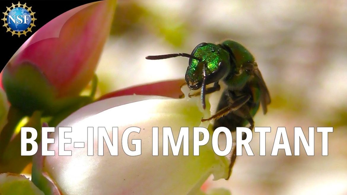 The Power of Bees #agriculture