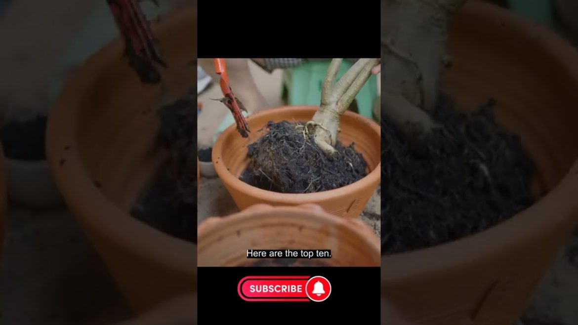 Top tips for Gardening at home shorts Top tips for Gardening at home shorts